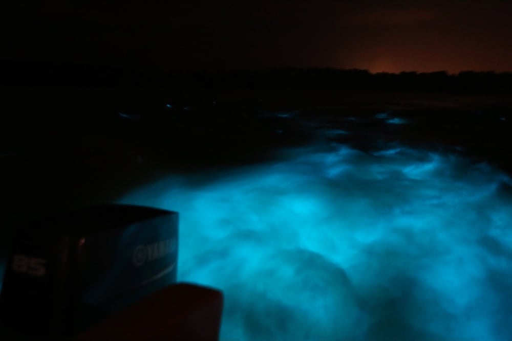 Luminous Lagoon