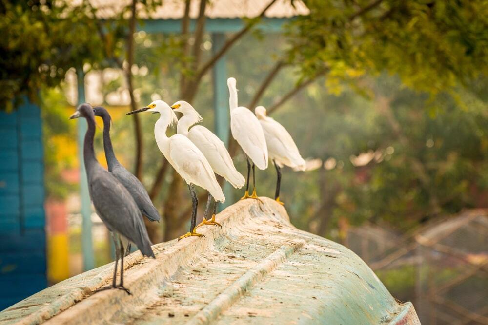 Wildlife in Motego bay