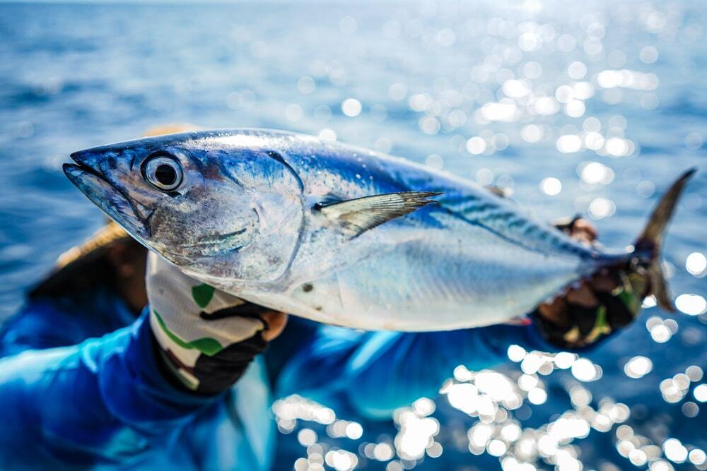 shutterstock_1361128472