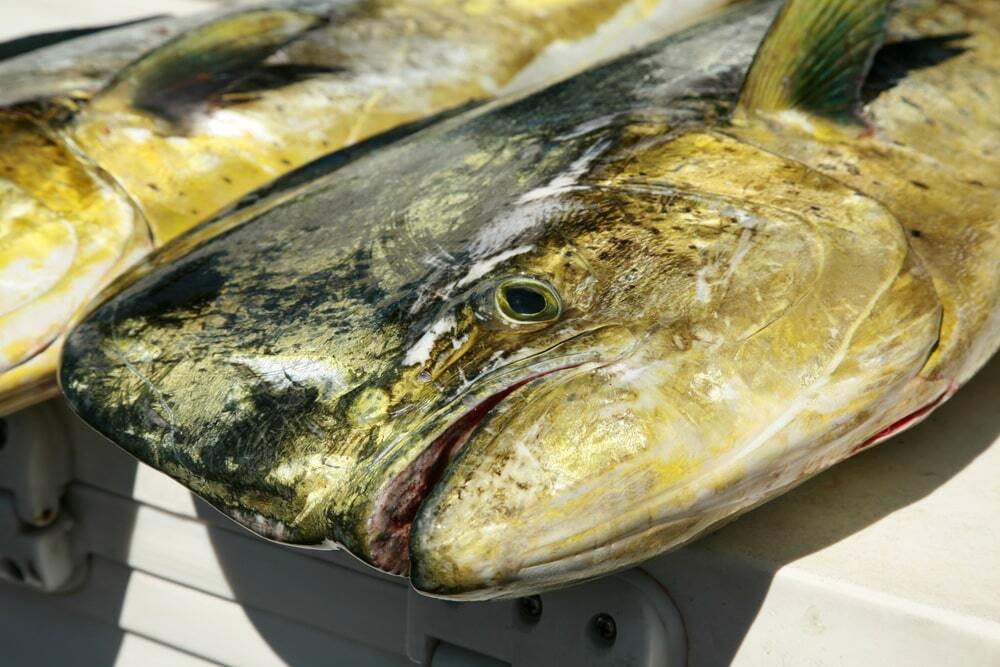 shutterstock_2346450539